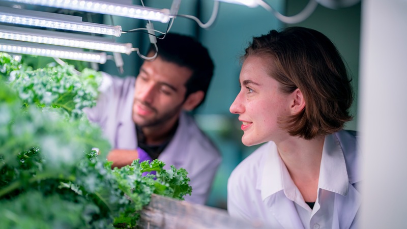 Hydroponics vs. Soil Farming: Pros & Cons